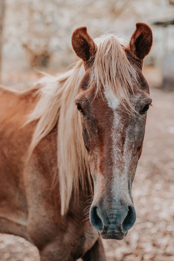 Captivating close-up portrait of a brown horse in a natural setting, showcasing its strength and beauty.