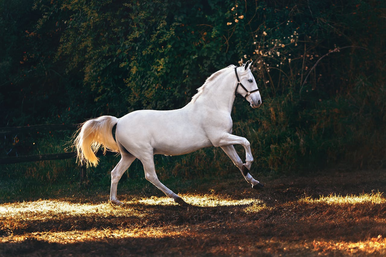 A graceful white horse galloping through a sunlit field, perfect for nature and animal photography.