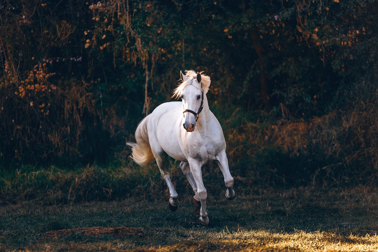 Dynamic shot of a white horse galloping through a grassy field, capturing energy and elegance.